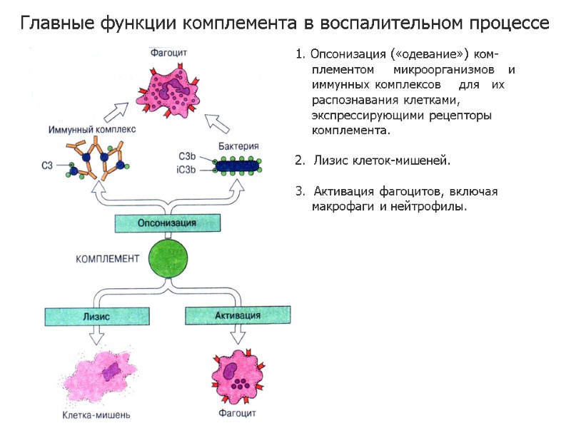 Опсонизация («одевание») ком- плементом  микроорганизмов  и  иммунных комплексов  для 